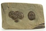Cluster of Four Trilobites - Fezouata Formation #328560-1